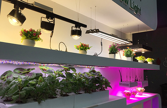 Chọn LED tốt nhất Grow Lights For You By Watts: 1000W, 600W, 400W, 300W 200W 100W