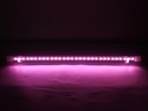 Arowana lights Series
