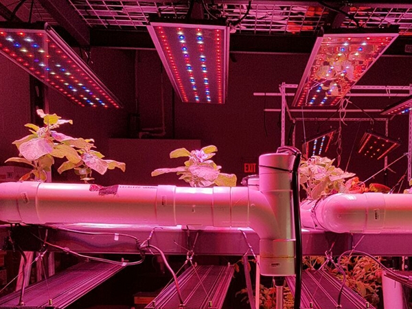 LED Grow Lights,Learn About LED Grow Lights Spectral Output And Wavelengths