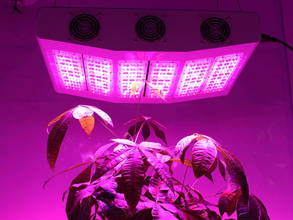 Photosynthetically Active Radiation-PAR And Grow Light