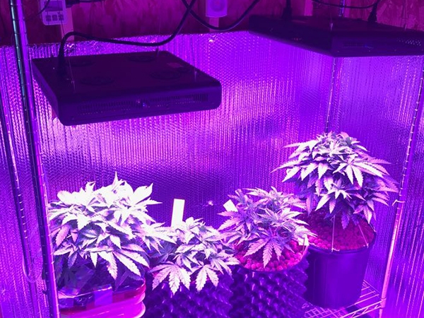 Which led grow light is best for plant growth and flowering?