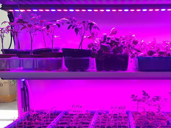 led grow light ,How To Begin Your Grow